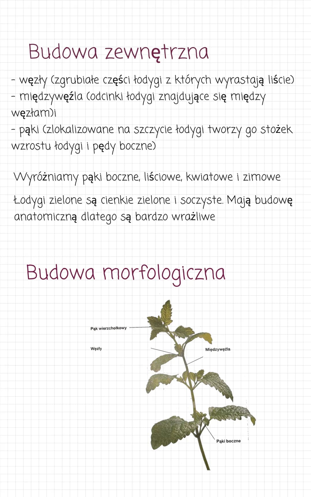Pęd. Budowa i funkcje
łodygi
Pęd jest najczęściej nadziemną częścią rośliny.
Zbudowany z łodygi i liści oraz kwiatów i owoców. Pędy
podziemn