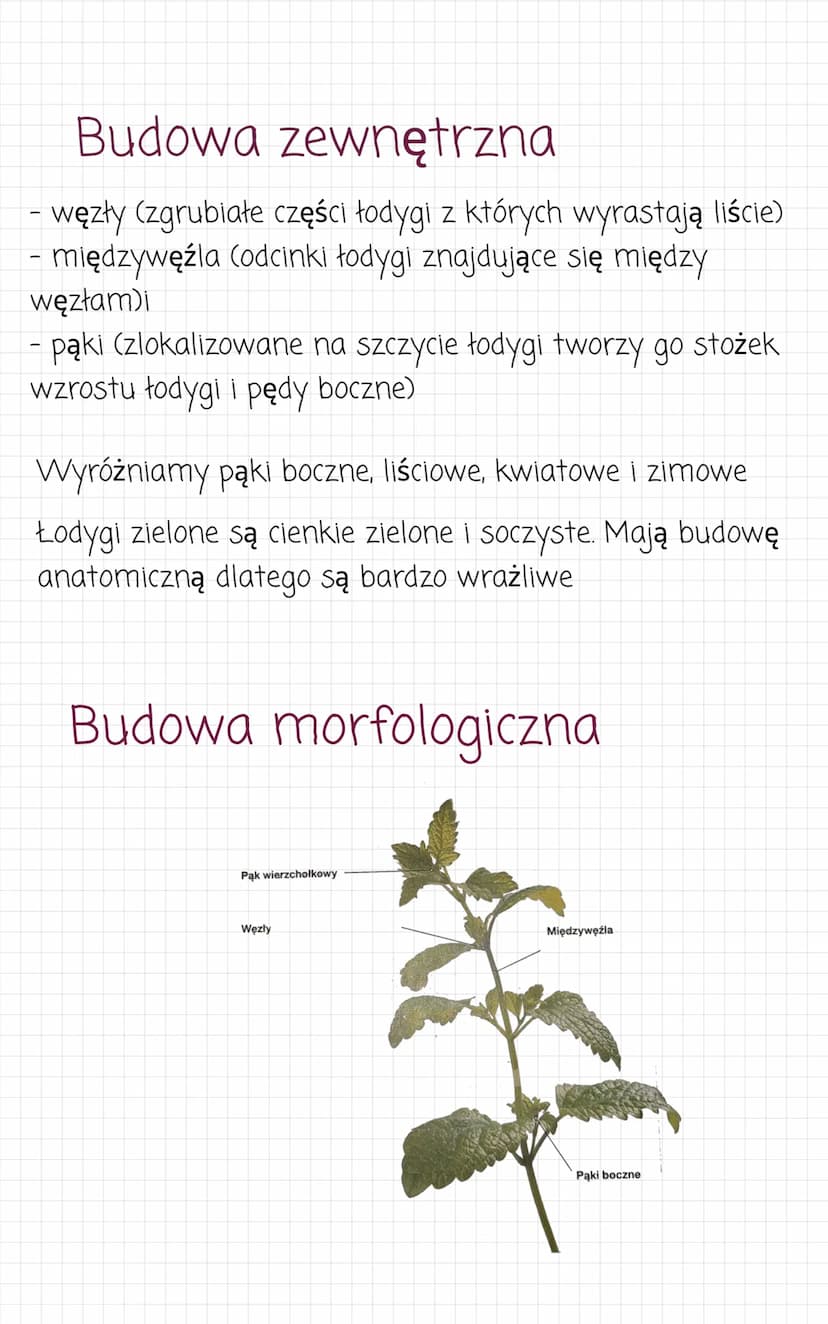 Pęd. Budowa i funkcje
łodygi
Pęd jest najczęściej nadziemną częścią rośliny.
Zbudowany z łodygi i liści oraz kwiatów i owoców. Pędy
podziemn