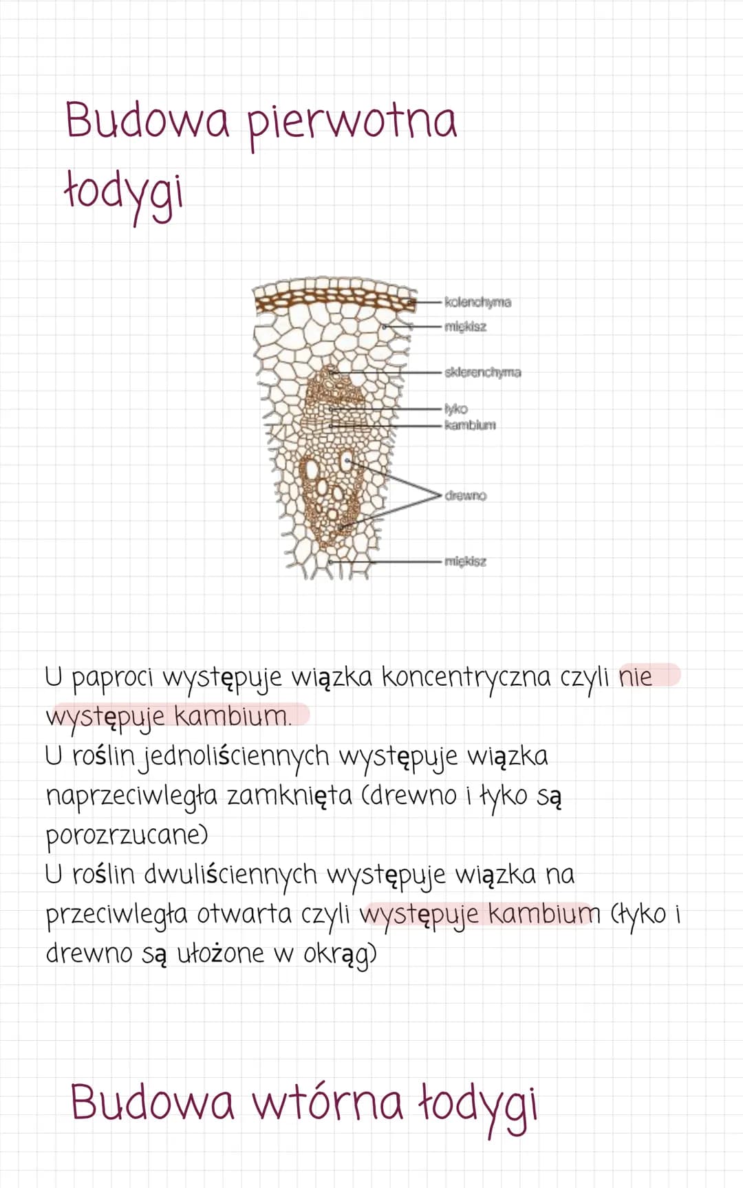 Pęd. Budowa i funkcje
łodygi
Pęd jest najczęściej nadziemną częścią rośliny.
Zbudowany z łodygi i liści oraz kwiatów i owoców. Pędy
podziemn