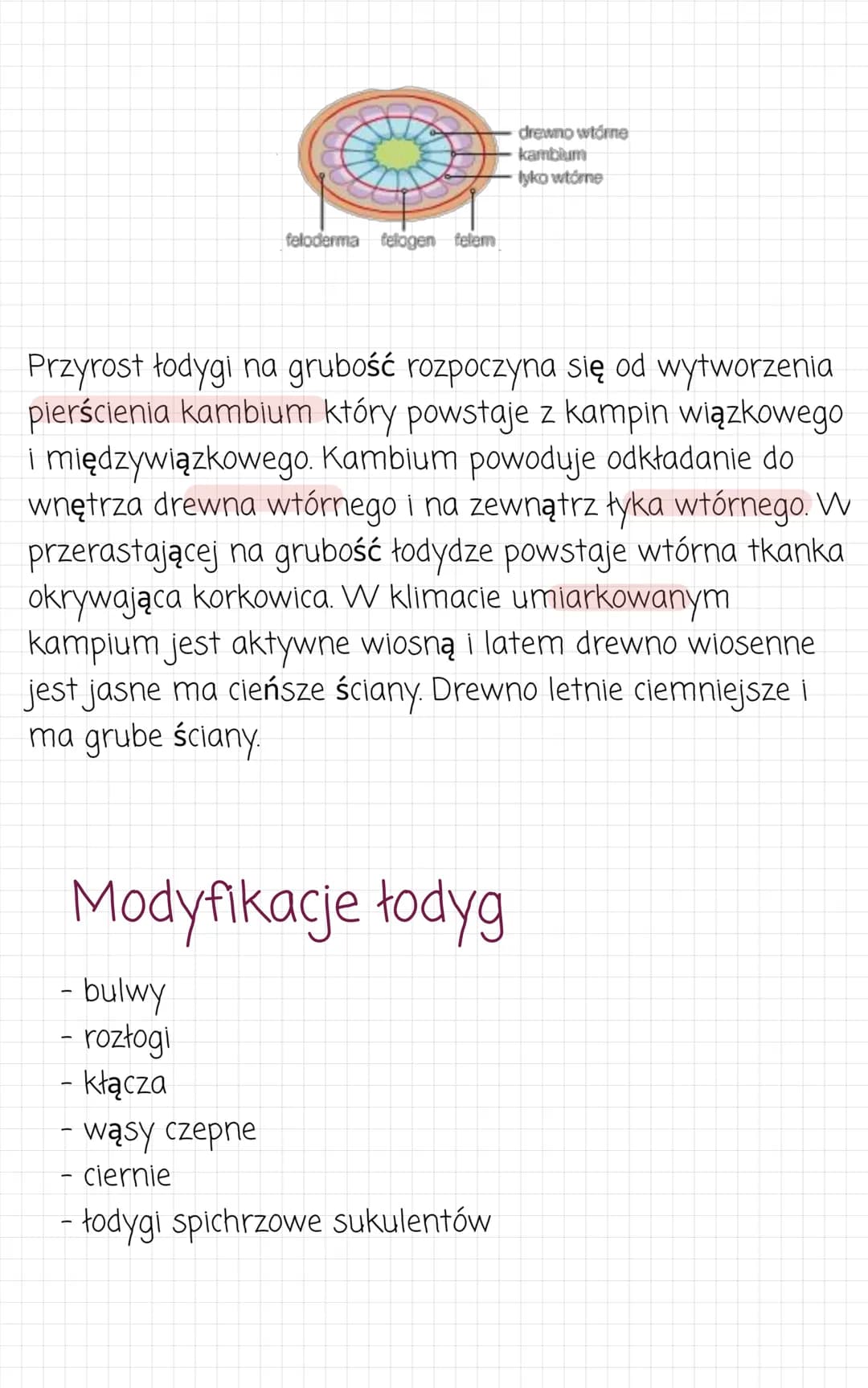 Pęd. Budowa i funkcje
łodygi
Pęd jest najczęściej nadziemną częścią rośliny.
Zbudowany z łodygi i liści oraz kwiatów i owoców. Pędy
podziemn