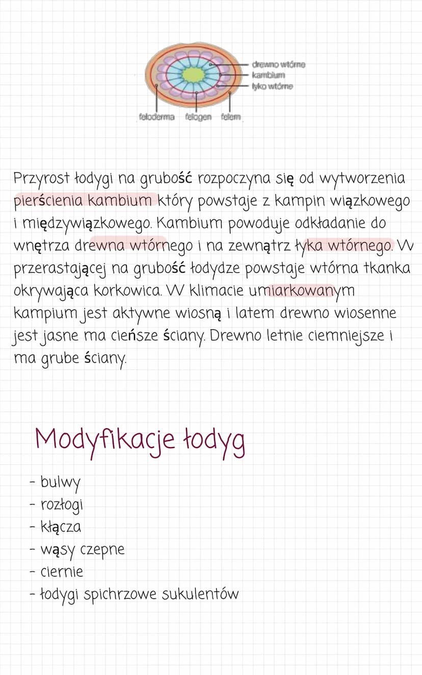 Pęd. Budowa i funkcje
łodygi
Pęd jest najczęściej nadziemną częścią rośliny.
Zbudowany z łodygi i liści oraz kwiatów i owoców. Pędy
podziemn