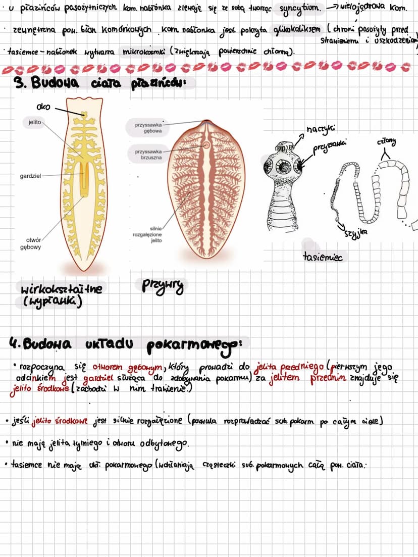 BIOLOGIE
biology
m
VENA
30
T Plazince
OOPHOCOso con8cOBO CODO CPUO CODO
1. Najważniejsze informacje:
plazińce (pla-yhelmintes)
nie są pasoży