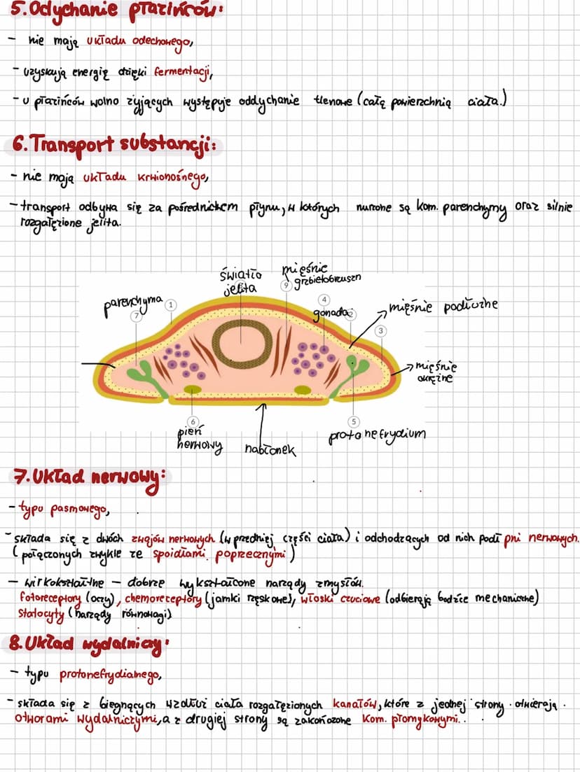BIOLOGIE
biology
m
VENA
30
T Plazince
OOPHOCOso con8cOBO CODO CPUO CODO
1. Najważniejsze informacje:
plazińce (pla-yhelmintes)
nie są pasoży
