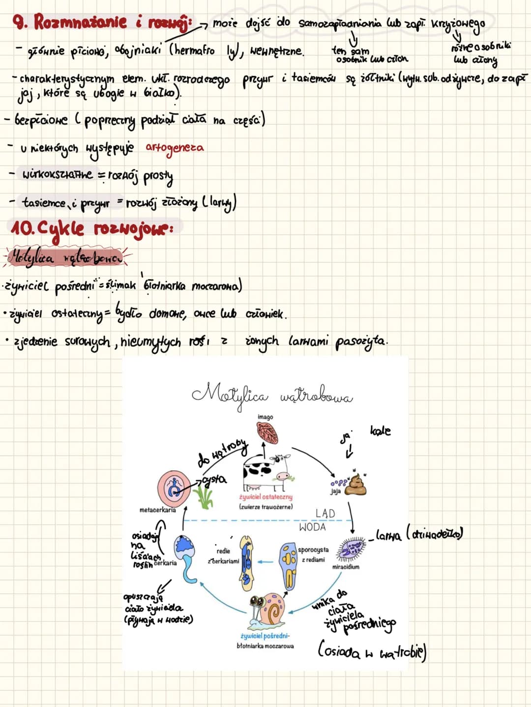 BIOLOGIE
biology
m
VENA
30
T Plazince
OOPHOCOso con8cOBO CODO CPUO CODO
1. Najważniejsze informacje:
plazińce (pla-yhelmintes)
nie są pasoży
