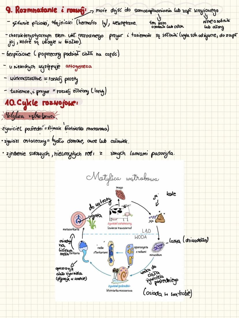 BIOLOGIE
biology
m
VENA
30
T Plazince
OOPHOCOso con8cOBO CODO CPUO CODO
1. Najważniejsze informacje:
plazińce (pla-yhelmintes)
nie są pasoży