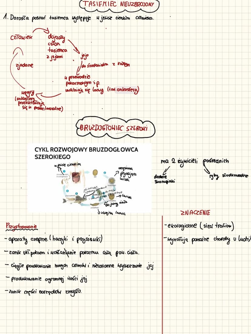 BIOLOGIE
biology
m
VENA
30
T Plazince
OOPHOCOso con8cOBO CODO CPUO CODO
1. Najważniejsze informacje:
plazińce (pla-yhelmintes)
nie są pasoży