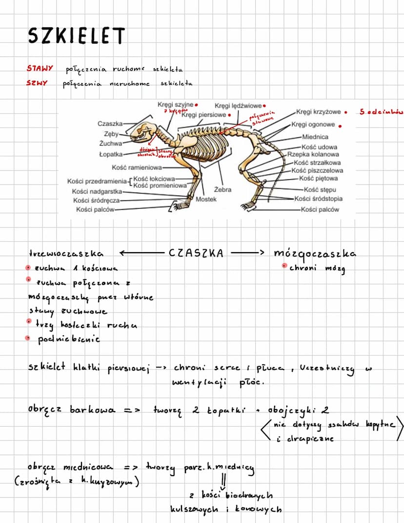 SSAKI
L> stalocieplne
naskórek
kóra właściwa
canka podskóma
1) Wspólne cechy ssaków
• karmienie młoclych mlekiem.
• owłosienie ciała
· przep