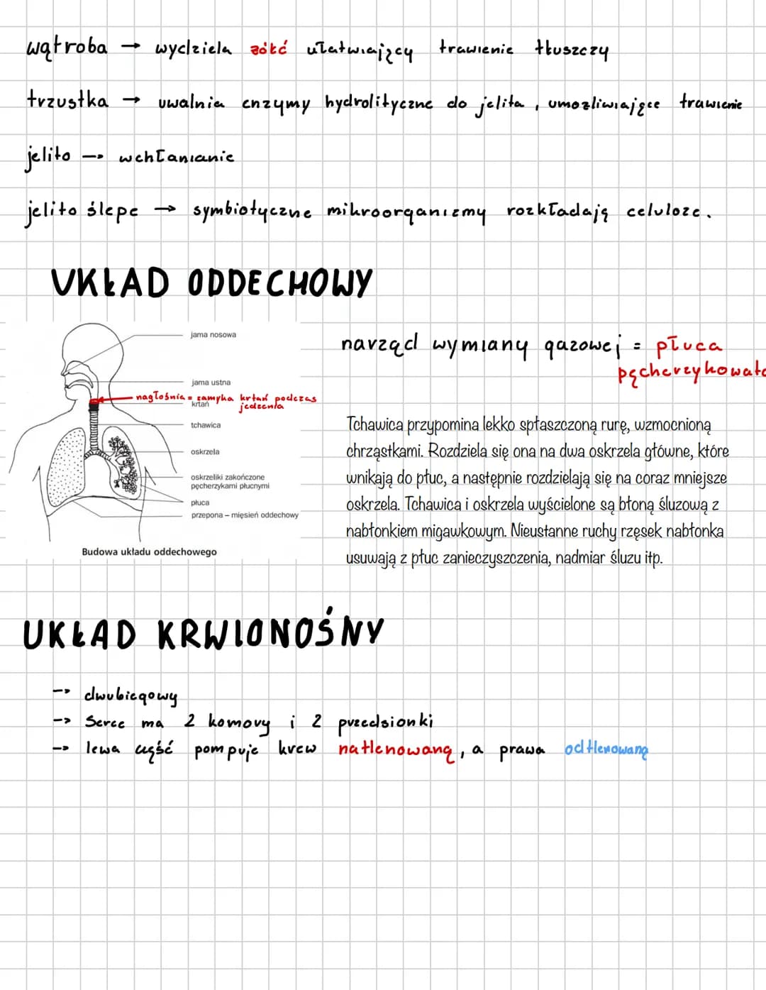 SSAKI
L> stalocieplne
naskórek
kóra właściwa
canka podskóma
1) Wspólne cechy ssaków
• karmienie młoclych mlekiem.
• owłosienie ciała
· przep