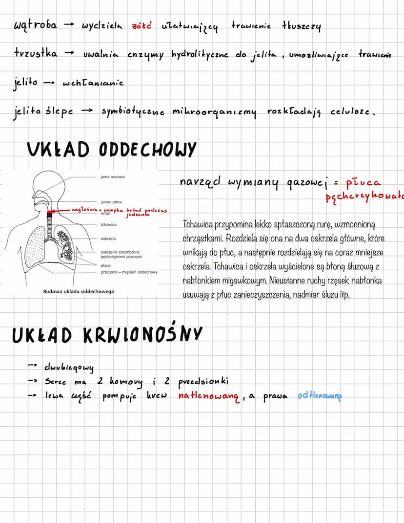 SSAKI
L> stalocieplne
naskórek
kóra właściwa
canka podskóma
1) Wspólne cechy ssaków
• karmienie młoclych mlekiem.
• owłosienie ciała
· przep