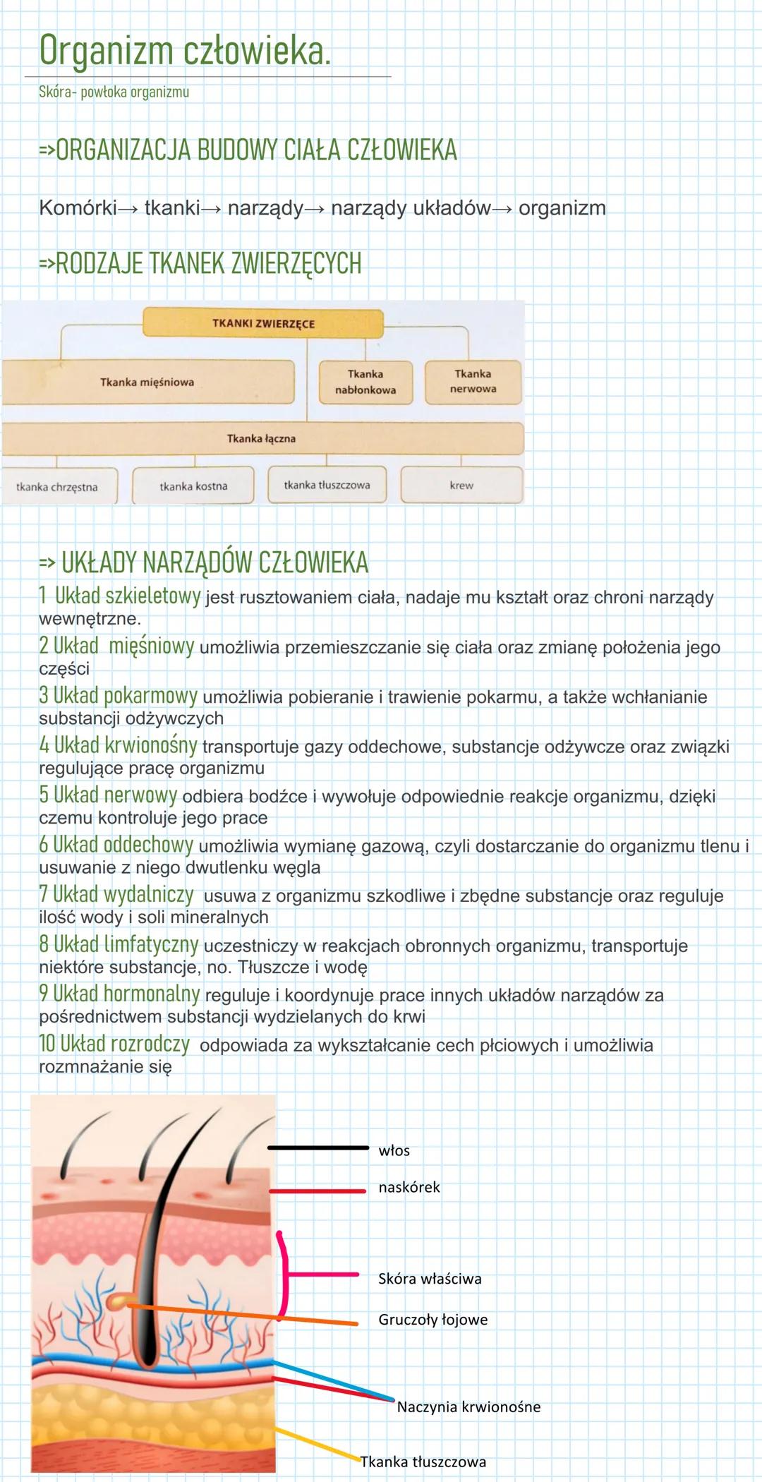 Organizm człowieka.
Skóra-powłoka organizmu
=>ORGANIZACJA BUDOWY CIAŁA CZŁOWIEKA
Komórki→ tkanki→ narządy→ narządy układów→ organizm
=>RODZA