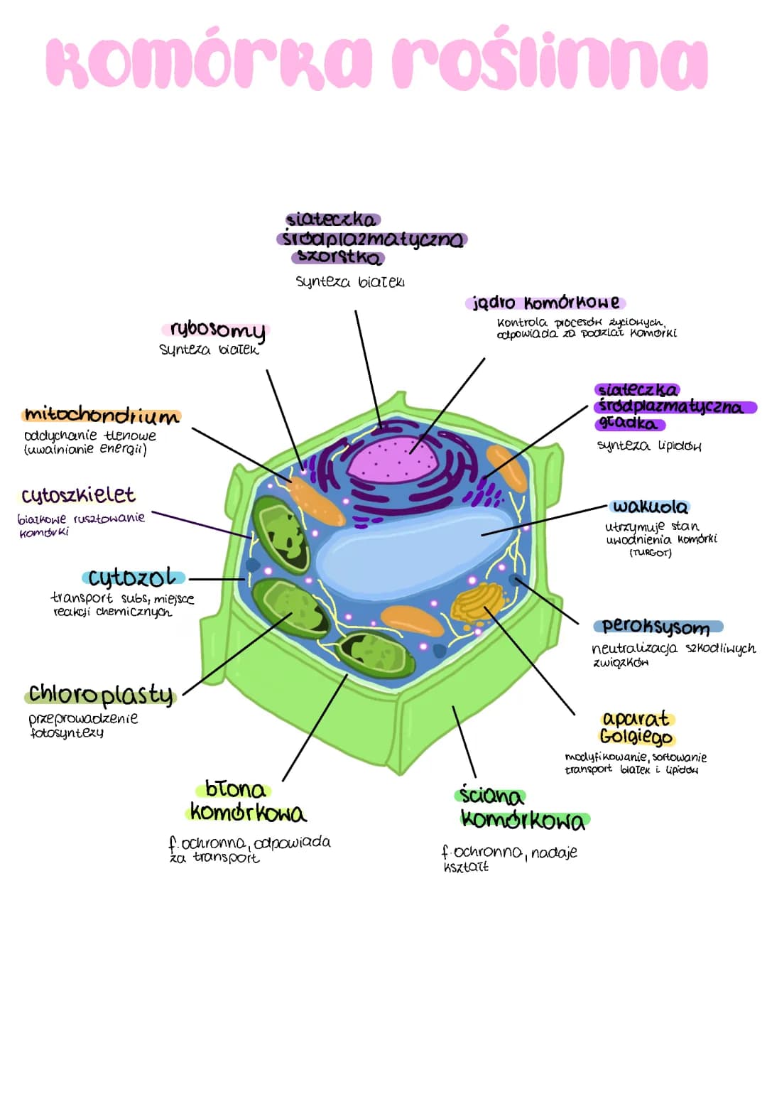 Co to jest chloroplast i mitochondrium: Budowa i funkcje dla dzieci