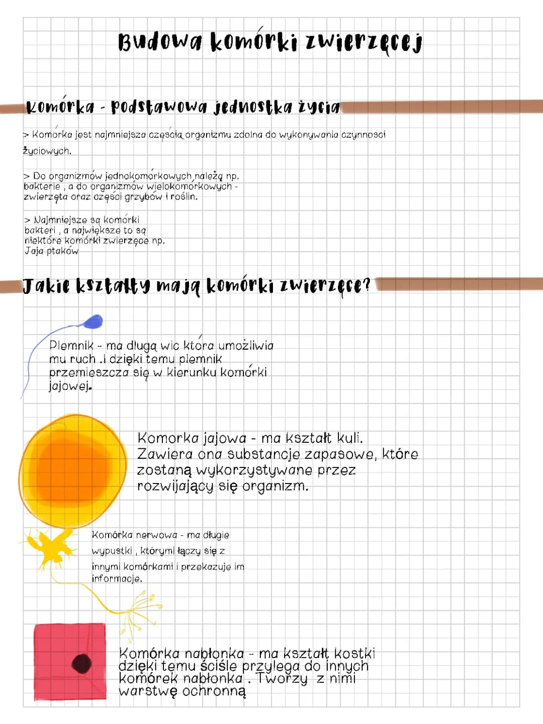 Budowa komórki zwierzęcej klasa 5 - Składniki, funkcje i quiz