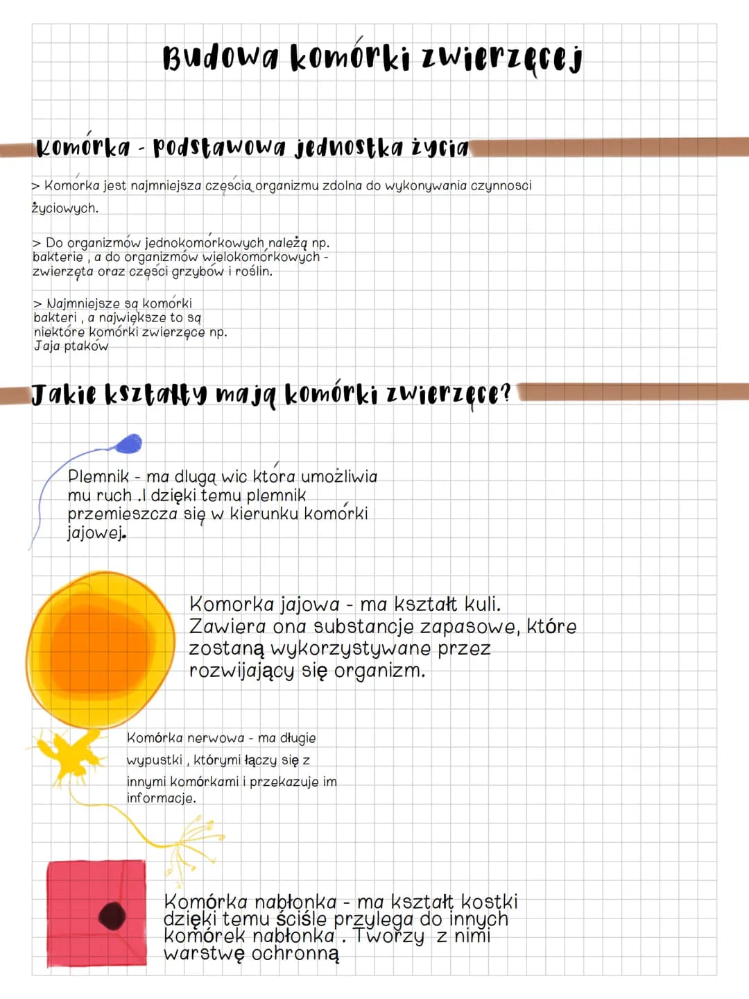 Budowa komorki
zwierzęcej #2
Jak jest zbudowana komórka zwierzęca?
1. Błona Komórkowa -
oddziela Wnętrzne
komórki od otoczenia oraz
transpor