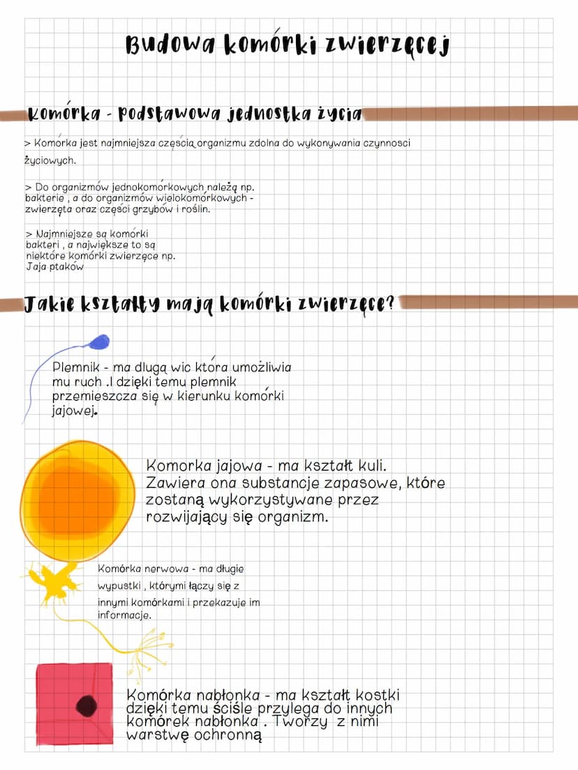 Budowa komorki
zwierzęcej #2
Jak jest zbudowana komórka zwierzęca?
1. Błona Komórkowa -
oddziela Wnętrzne
komórki od otoczenia oraz
transpor