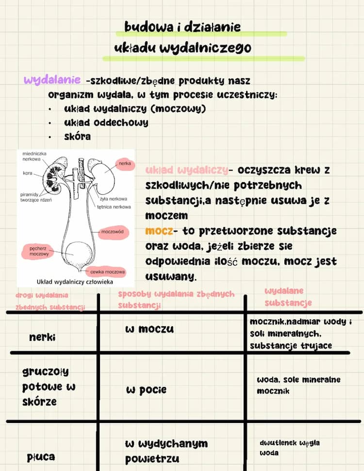 Know budowa i działanie układu wydalniczego  thumbnail