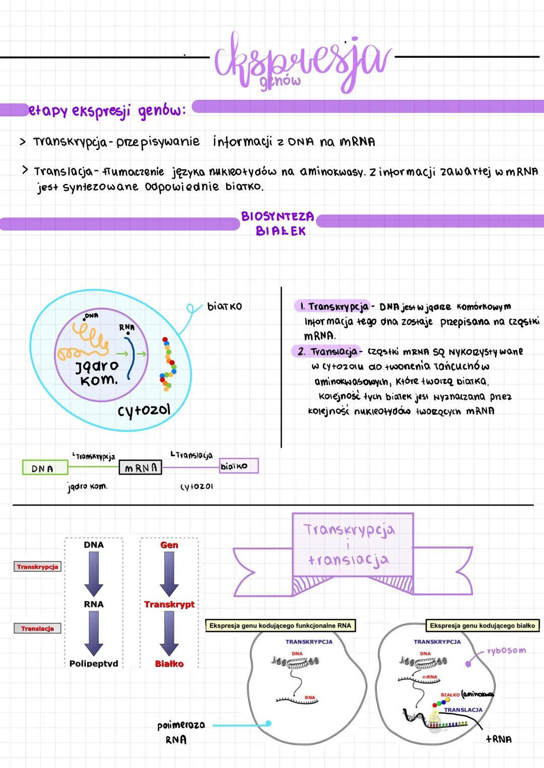 Detapy ekspresji genów:
> Transkrypcja - przepisywanie informacji z ONA na mRNA
> Translacja- umaczenie języka nukleotydów na aminokwasy. Z 