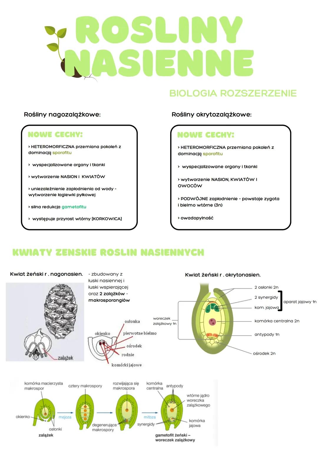 Biologia Rozszerzona: Rośliny Nasienne – Cechy i Budowa