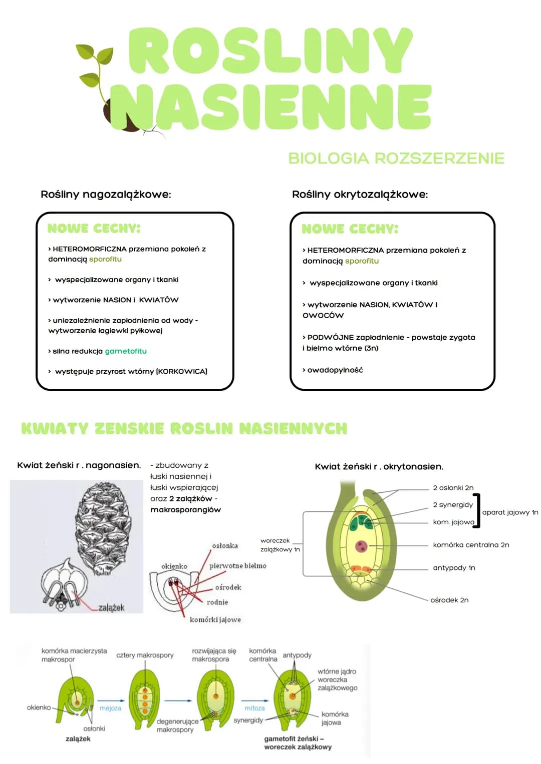 Notatka rośliny nasienne Biologia Rozszerzenie