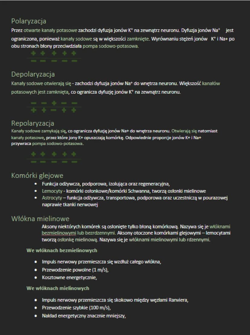 Typy układu nerwowego u bezkręgowców
ROZPROSZONY UKŁAD NERWOWY
tworzy sieć komórek nerwowych epidermy i gastrodermy,
brak zwojów i pni nerwo