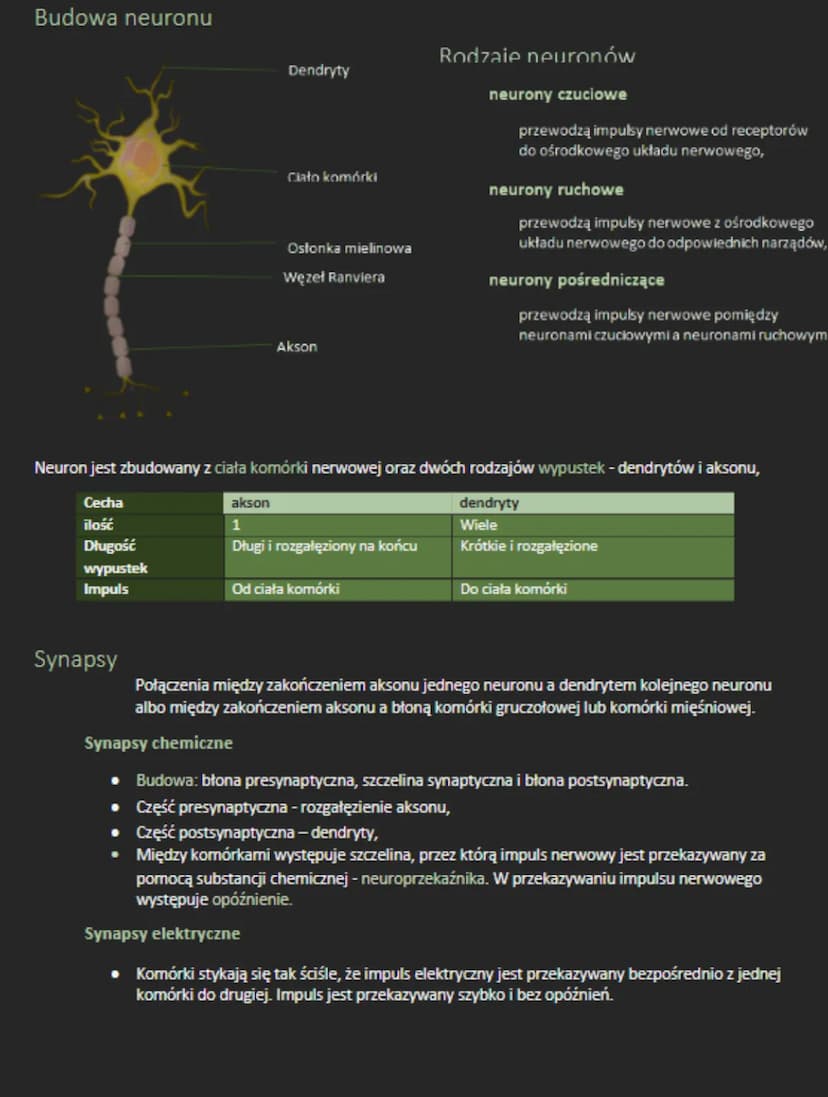 Typy układu nerwowego u bezkręgowców
ROZPROSZONY UKŁAD NERWOWY
tworzy sieć komórek nerwowych epidermy i gastrodermy,
brak zwojów i pni nerwo