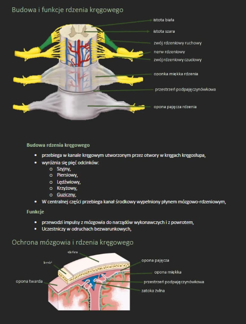 Typy układu nerwowego u bezkręgowców
ROZPROSZONY UKŁAD NERWOWY
tworzy sieć komórek nerwowych epidermy i gastrodermy,
brak zwojów i pni nerwo