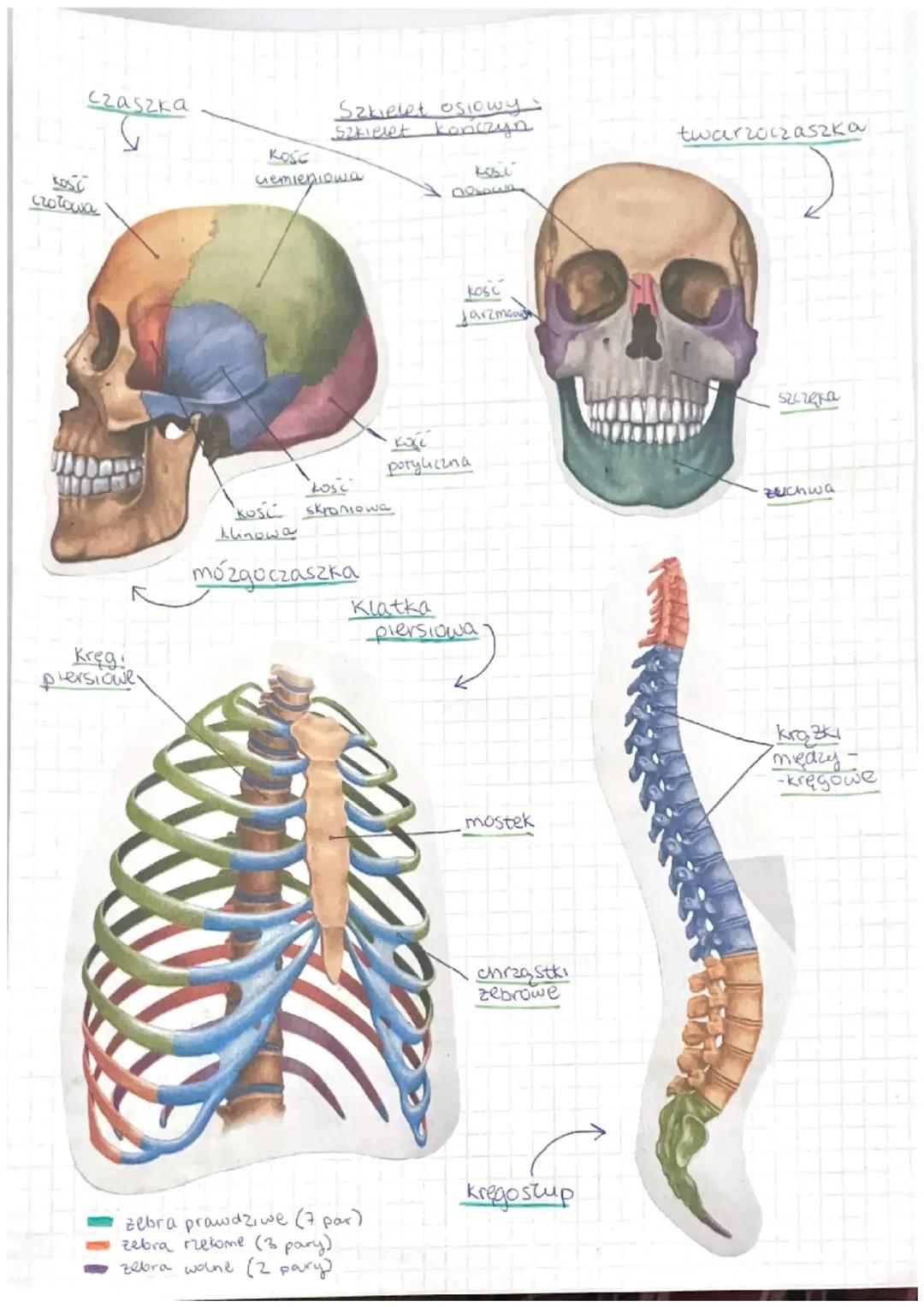 Szkielet Osiowy i Kończyn - Budowa Ludzkiego Szkieletu