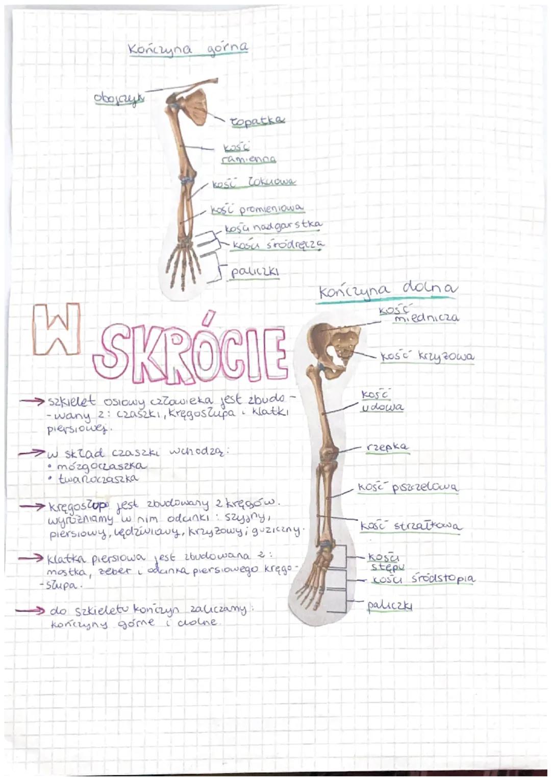 czaszka
czołowa
Kregi
piersiowe
Szkielet osiowy !
Szkielet Kończyn
KOSE
ciemieniowa
"Lose
kość skroniowa
klinowa
mozgoczaszka
Klatka
zebra p