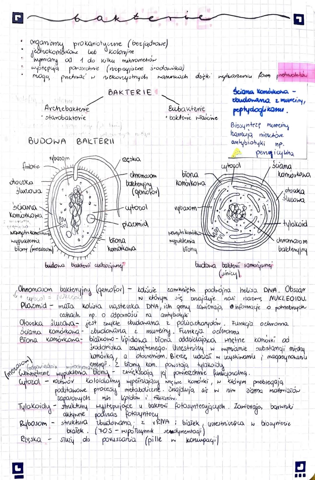 Jak wygląda budowa bakterii i ich różnorodność morfologiczna?