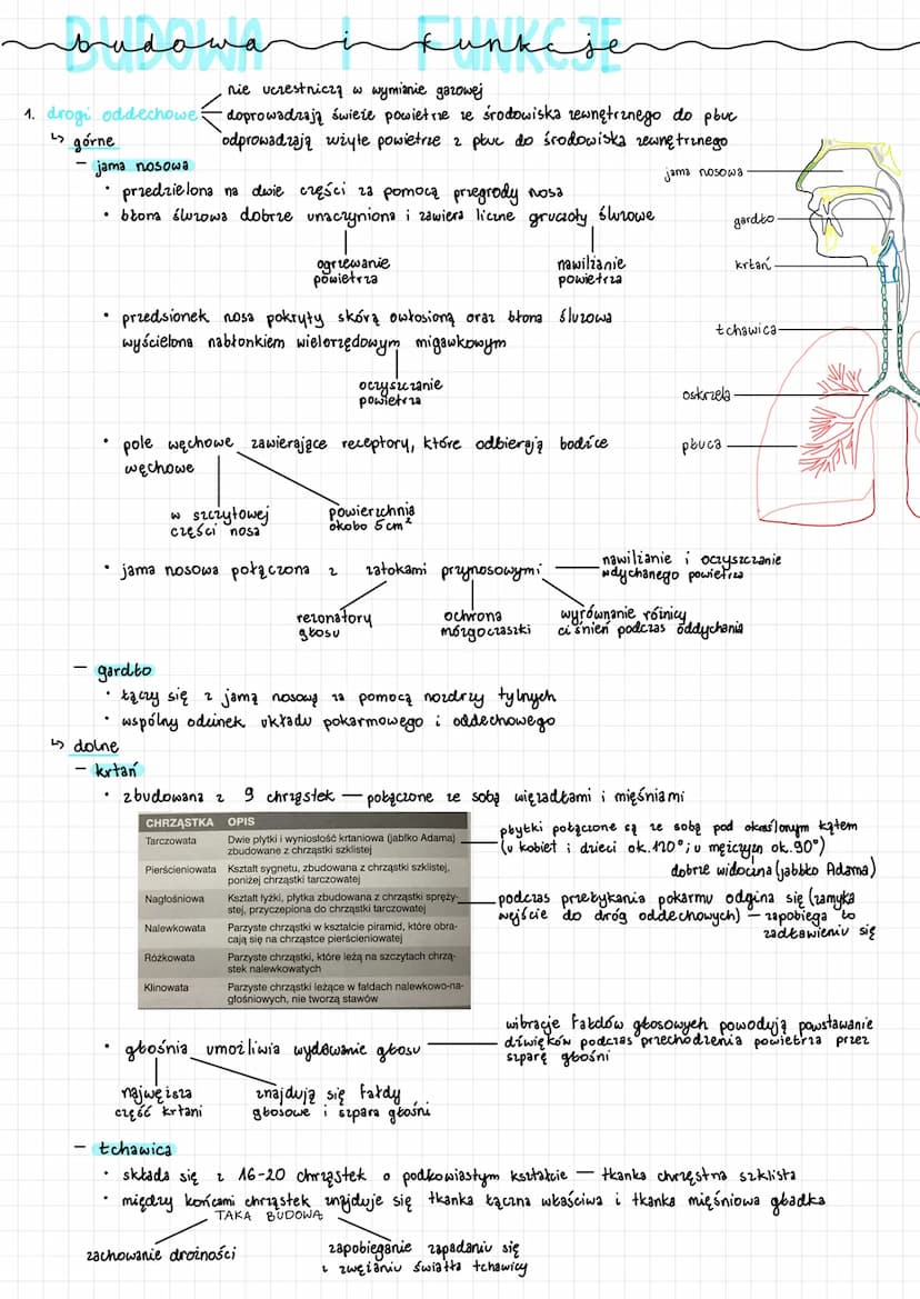 ↳> bronchoskopia
Bronchoskop
Przełyk
Tchawica
Prawe płuco
Lewe oskrzele
Lewe płuco
↳> spirometria
.
badanie endoskopowe 23 pomocą bronchosko