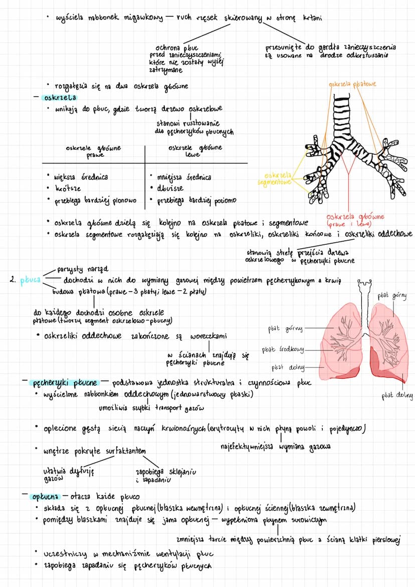 ↳> bronchoskopia
Bronchoskop
Przełyk
Tchawica
Prawe płuco
Lewe oskrzele
Lewe płuco
↳> spirometria
.
badanie endoskopowe 23 pomocą bronchosko