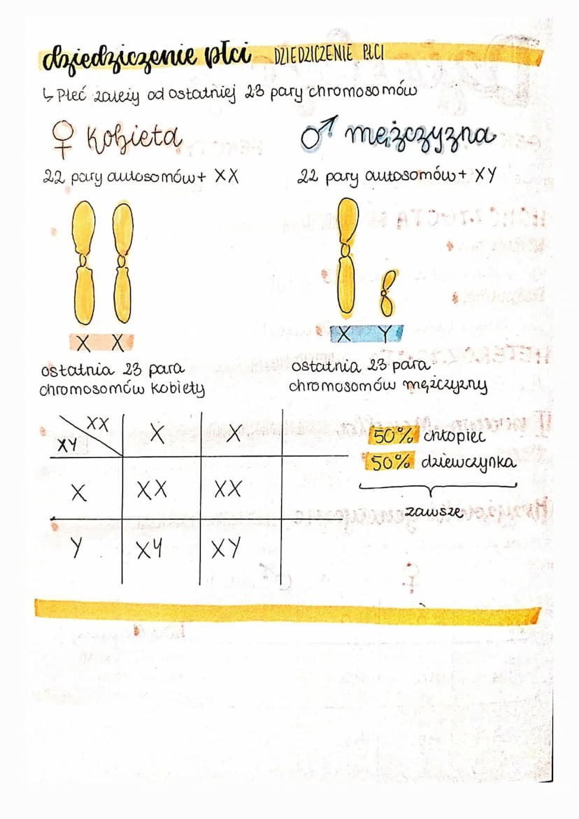 Dziedziczenie
GENOTYP
FENOTYP
to zestaw genów organizmu to zestaw cech widocznych.
organizmu
HOMOZYGOTA HOMOZYGOTA
-dominująca
AA (dwie taki