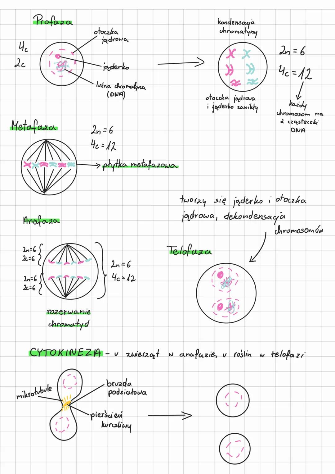 # Mitoza

DZIAŁ: KOMÓRKA

TEMAT nr 3.8

interfaza-stan między podziałami

faza M- kariokineza (mitoza; podział jądra
komórkowego) i cytokine