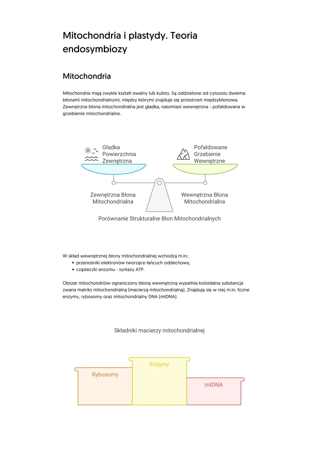 Mitochondria i plastydy. Teoria
endosymbiozy
Mitochondria
Mitochondria mają zwykle kształt owalny lub kulisty. Są oddzielone od cytozolu dwi