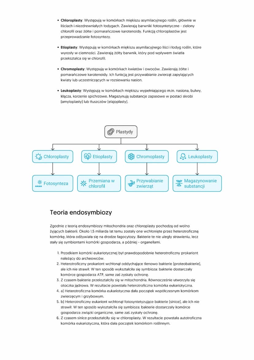 Mitochondria i plastydy. Teoria
endosymbiozy
Mitochondria
Mitochondria mają zwykle kształt owalny lub kulisty. Są oddzielone od cytozolu dwi