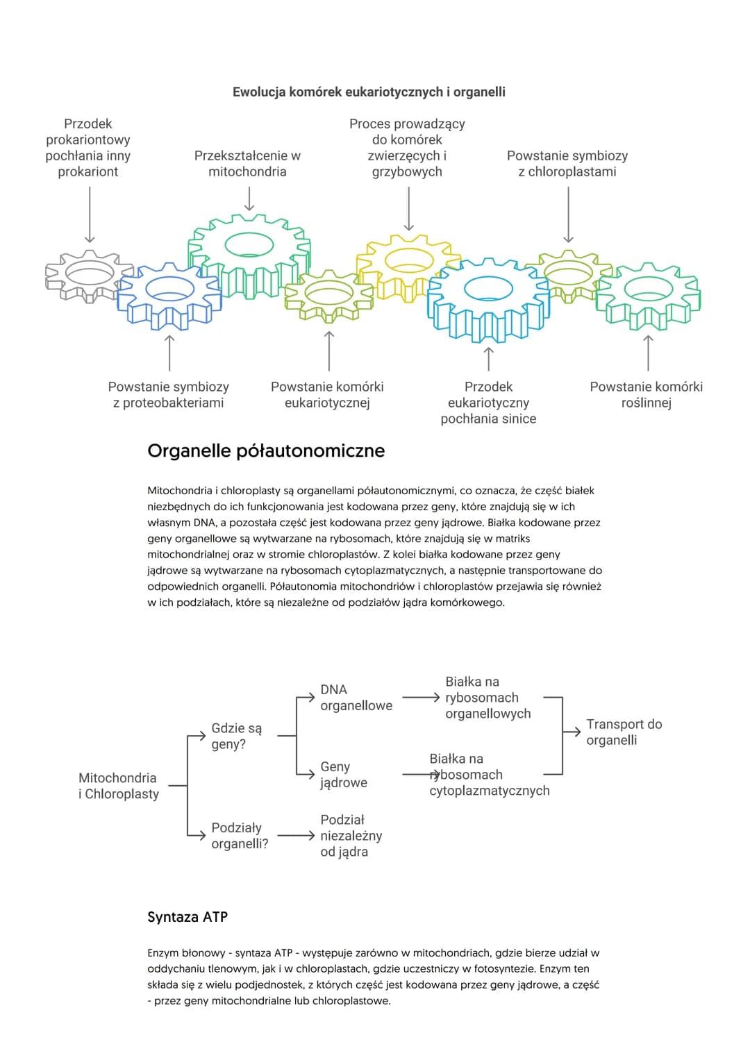 Mitochondria i plastydy. Teoria
endosymbiozy
Mitochondria
Mitochondria mają zwykle kształt owalny lub kulisty. Są oddzielone od cytozolu dwi