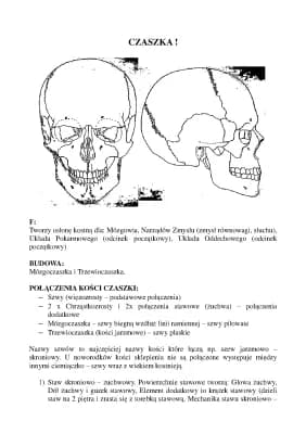Know ANATOMIA CZASZKI CZŁOWIEKA thumbnail