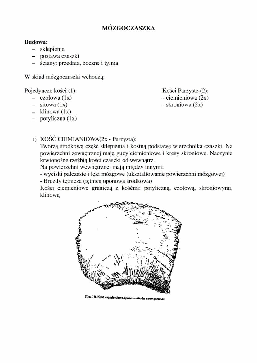 CZASZKA!
F:
Tworzy osłonę kostną dla: Mózgowia, Narządów Zmysłu (zmysł równowagi, słuchu),
Układu pokarmowego (odcinek początkowy), Układu O