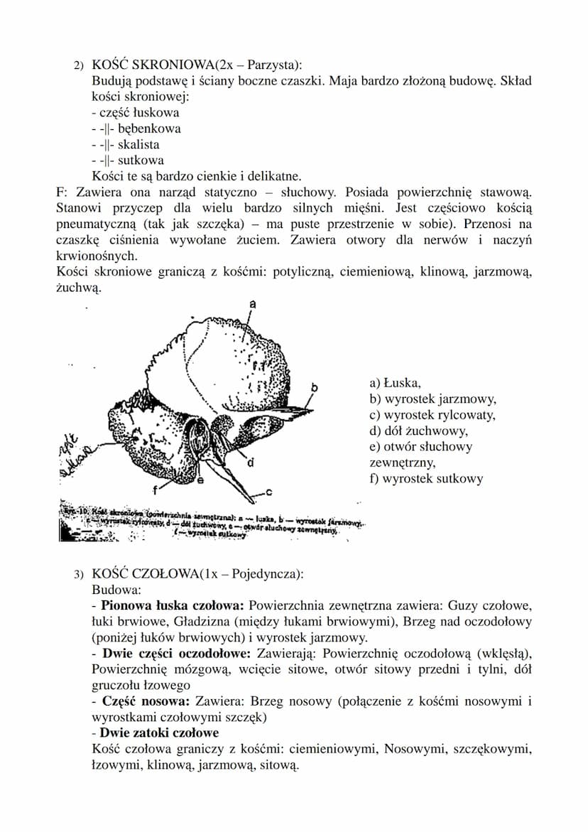 CZASZKA!
F:
Tworzy osłonę kostną dla: Mózgowia, Narządów Zmysłu (zmysł równowagi, słuchu),
Układu pokarmowego (odcinek początkowy), Układu O