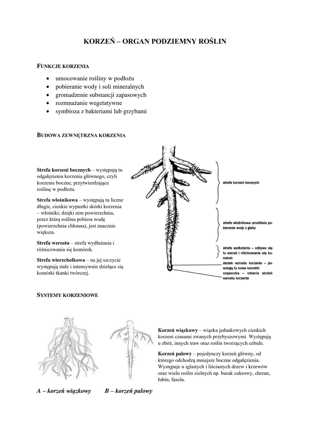 FUNKCJE KORZENIA
●
umocowanie rośliny w podłożu
pobieranie wody i soli mineralnych
● gromadzenie substancji zapasowych
rozmnażanie wegetatyw