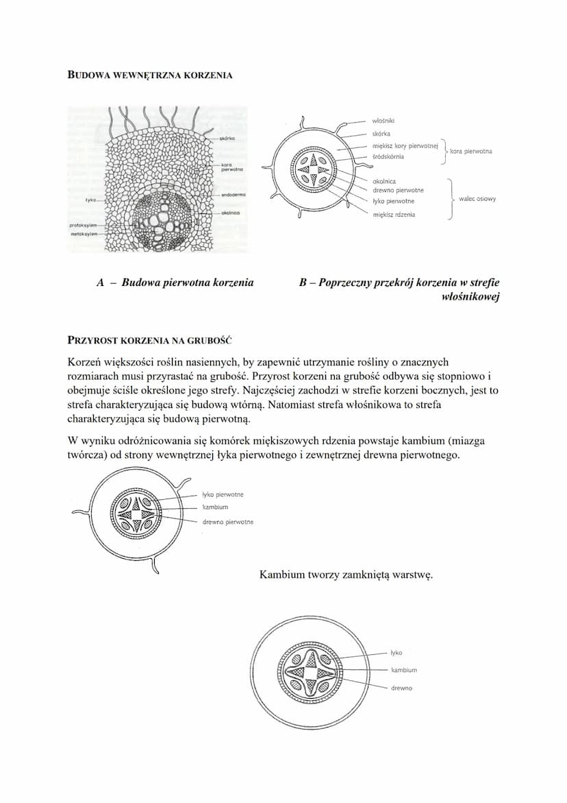 FUNKCJE KORZENIA
●
umocowanie rośliny w podłożu
pobieranie wody i soli mineralnych
● gromadzenie substancji zapasowych
rozmnażanie wegetatyw