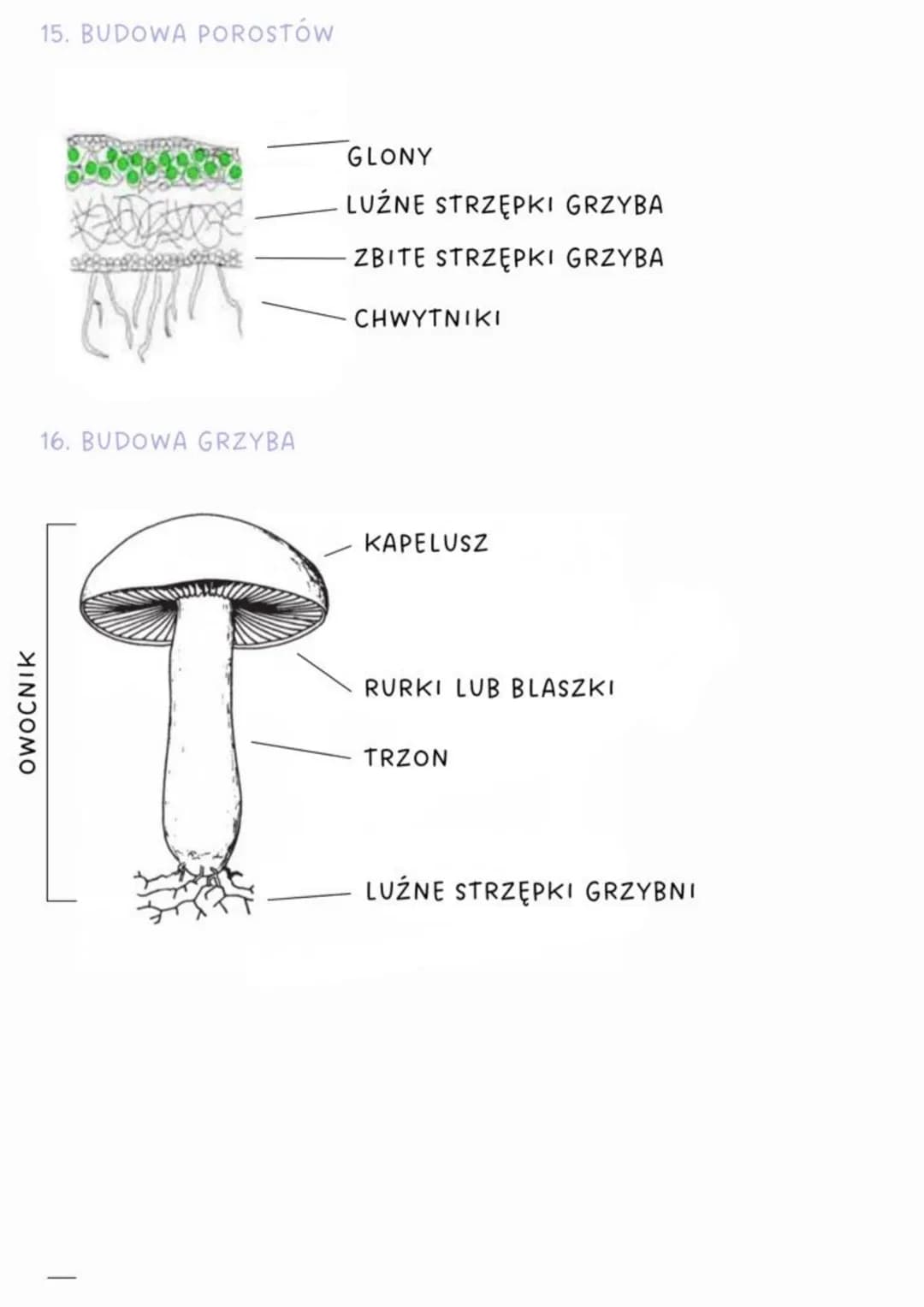 biologia
1. Klasyfikacja organizmów: Królestwo, Typ, Gromada, Rząd, Rodzina,
Rodzaj, Gatunek
2. Nazwa gatunkowa składa się z dwóch wyrazów p