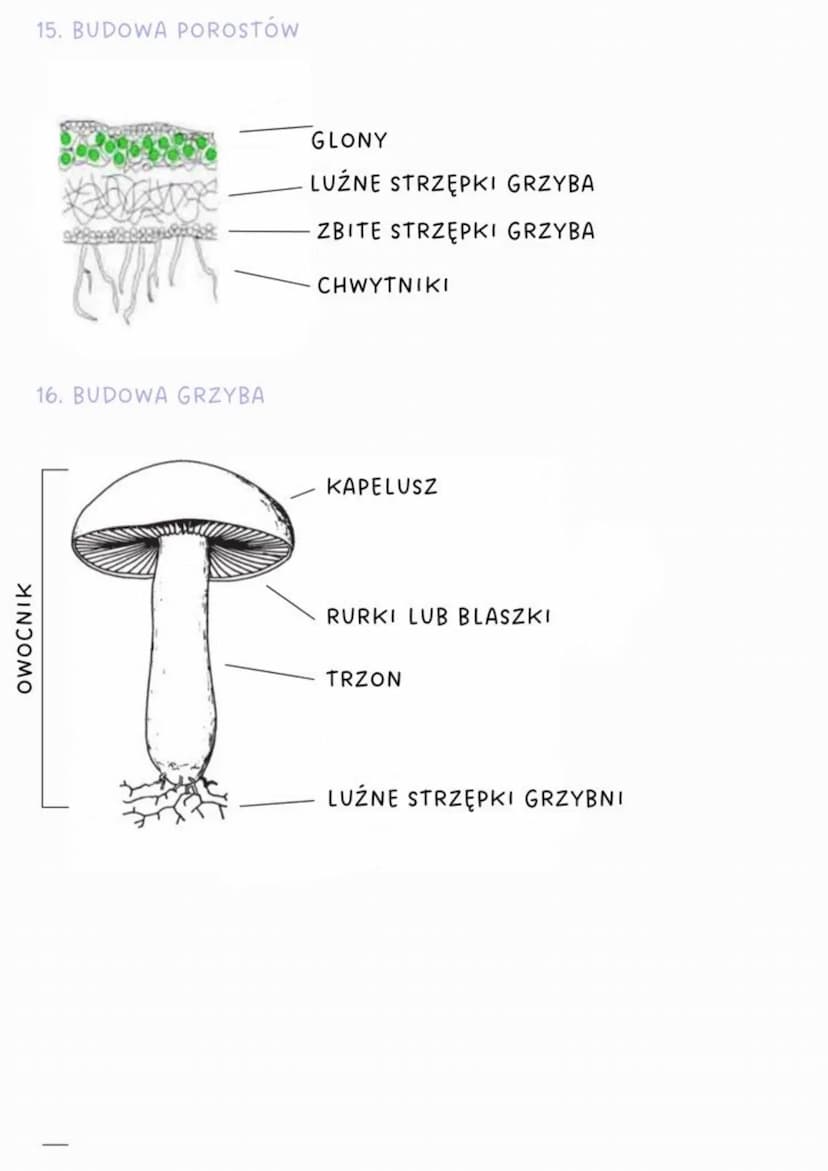 biologia
1. Klasyfikacja organizmów: Królestwo, Typ, Gromada, Rząd, Rodzina,
Rodzaj, Gatunek
2. Nazwa gatunkowa składa się z dwóch wyrazów p
