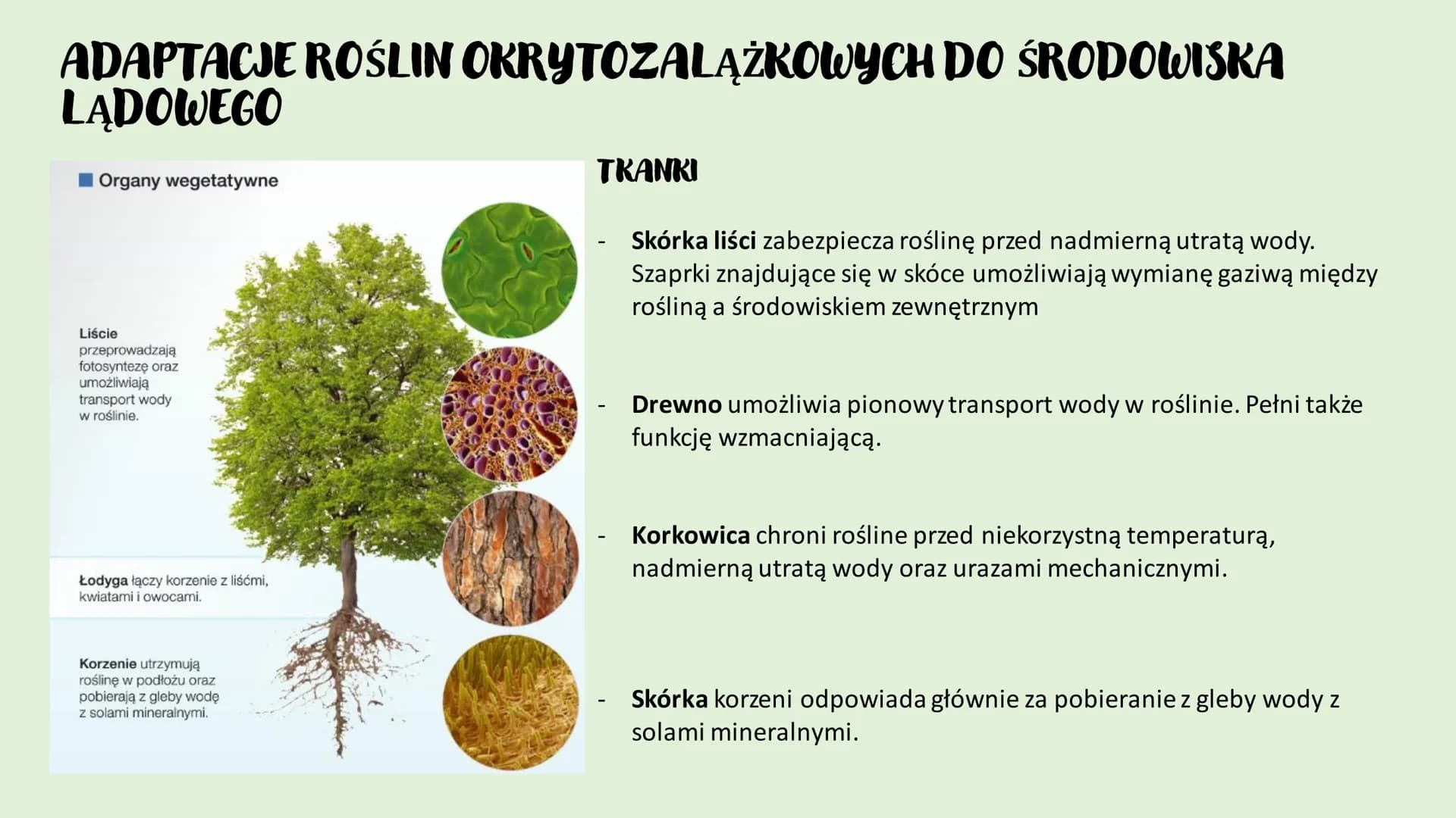 ROŚLINY LADOWE I
WTÓRNIE WODNE
D
RÓŻNORODNOŚĆ ROŚLIN ●
●
WPROWADZENIE
Rośliny lądowe to tkankowe organizmy autotroficzne,
których ciało jest
