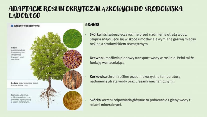 ROŚLINY LADOWE I
WTÓRNIE WODNE
D
RÓŻNORODNOŚĆ ROŚLIN ●
●
WPROWADZENIE
Rośliny lądowe to tkankowe organizmy autotroficzne,
których ciało jest