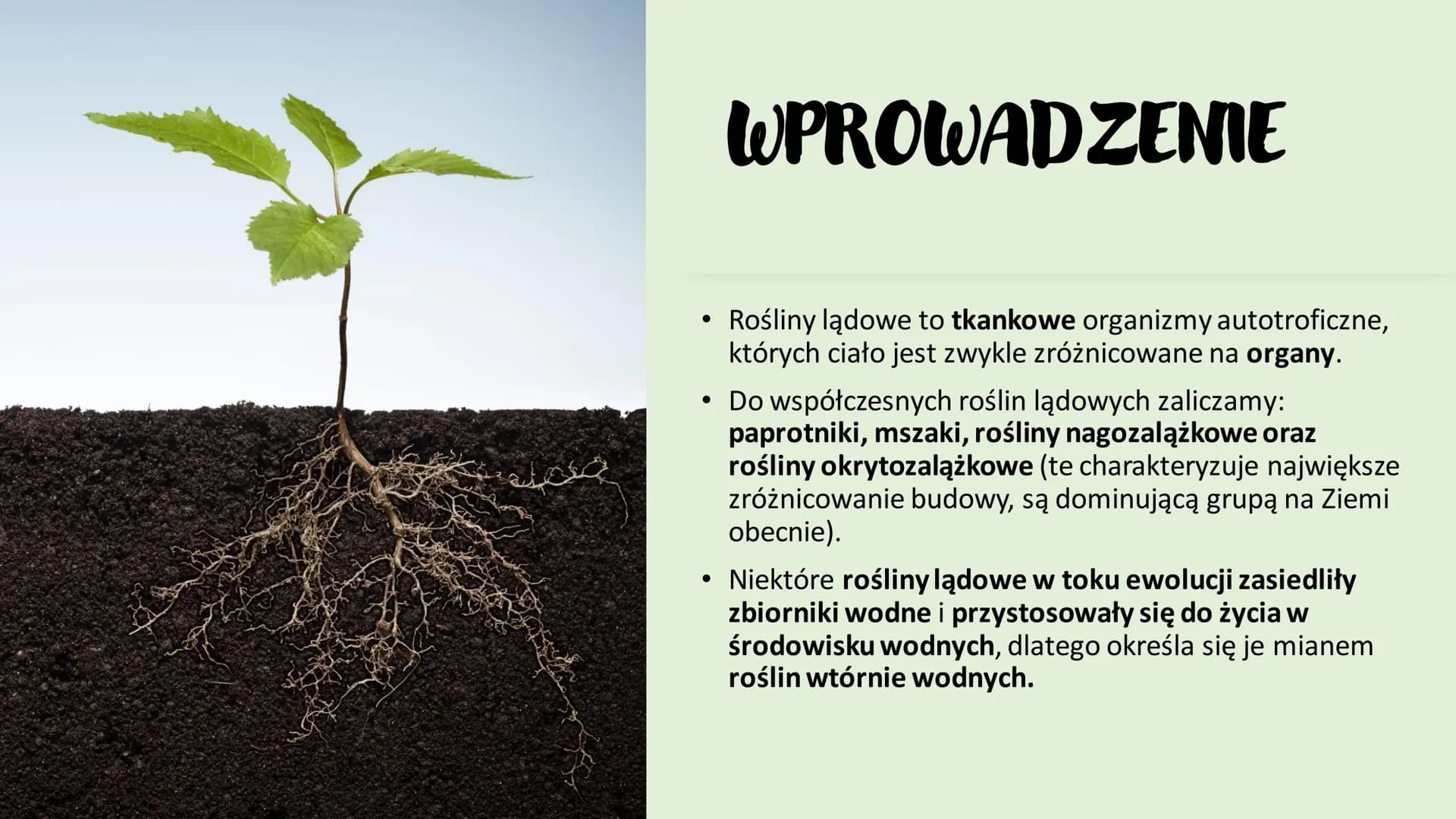 ROŚLINY LADOWE I
WTÓRNIE WODNE
D
RÓŻNORODNOŚĆ ROŚLIN ●
●
WPROWADZENIE
Rośliny lądowe to tkankowe organizmy autotroficzne,
których ciało jest
