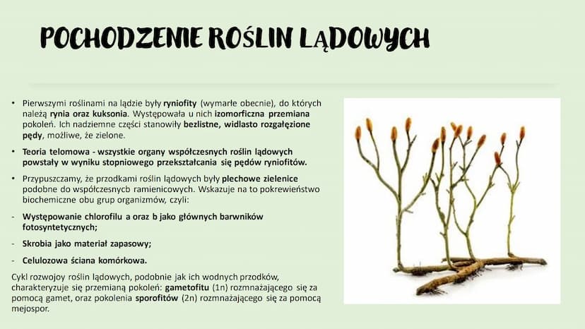 ROŚLINY LADOWE I
WTÓRNIE WODNE
D
RÓŻNORODNOŚĆ ROŚLIN ●
●
WPROWADZENIE
Rośliny lądowe to tkankowe organizmy autotroficzne,
których ciało jest