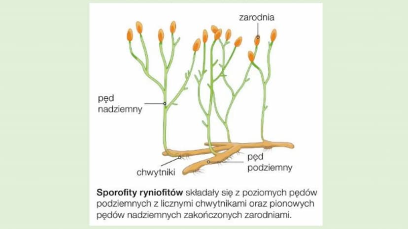 ROŚLINY LADOWE I
WTÓRNIE WODNE
D
RÓŻNORODNOŚĆ ROŚLIN ●
●
WPROWADZENIE
Rośliny lądowe to tkankowe organizmy autotroficzne,
których ciało jest