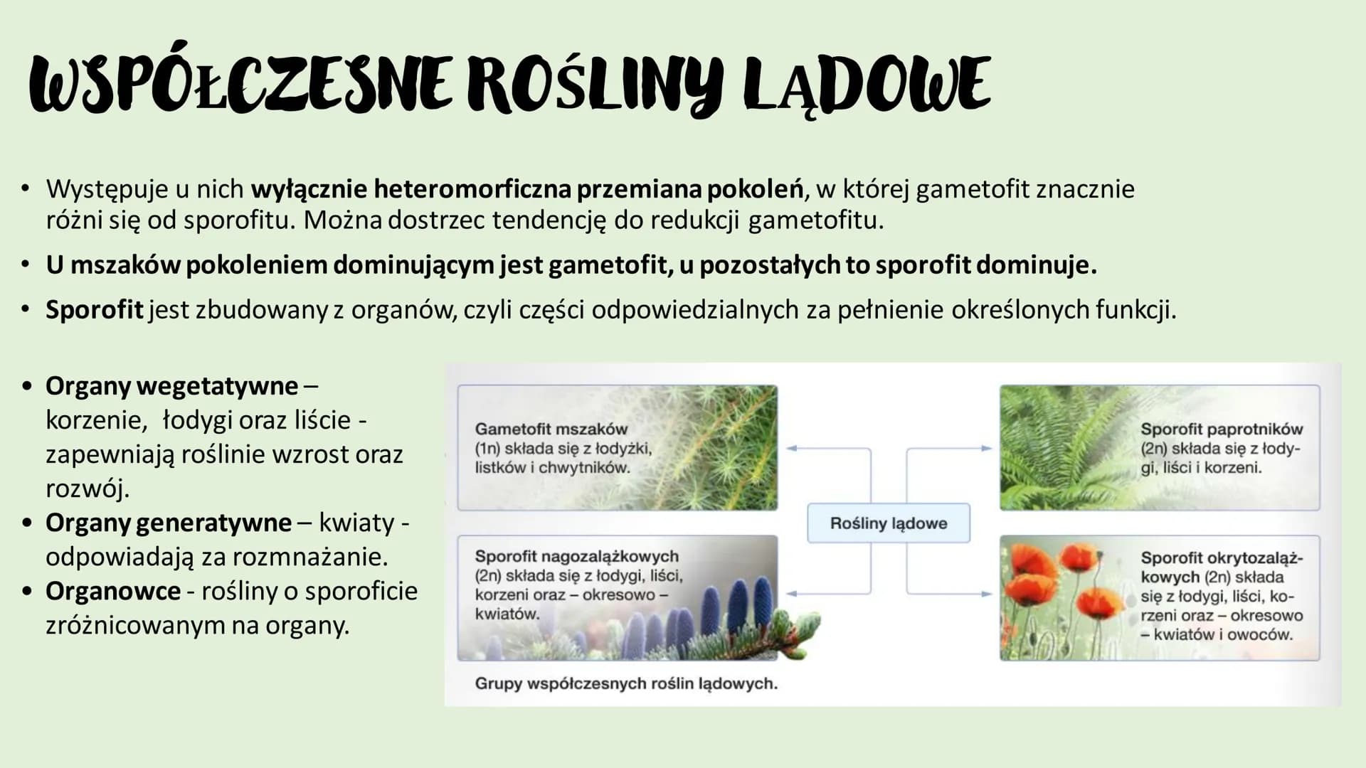 ROŚLINY LADOWE I
WTÓRNIE WODNE
D
RÓŻNORODNOŚĆ ROŚLIN ●
●
WPROWADZENIE
Rośliny lądowe to tkankowe organizmy autotroficzne,
których ciało jest