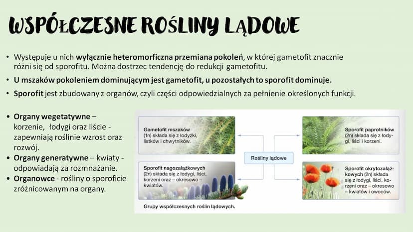 ROŚLINY LADOWE I
WTÓRNIE WODNE
D
RÓŻNORODNOŚĆ ROŚLIN ●
●
WPROWADZENIE
Rośliny lądowe to tkankowe organizmy autotroficzne,
których ciało jest