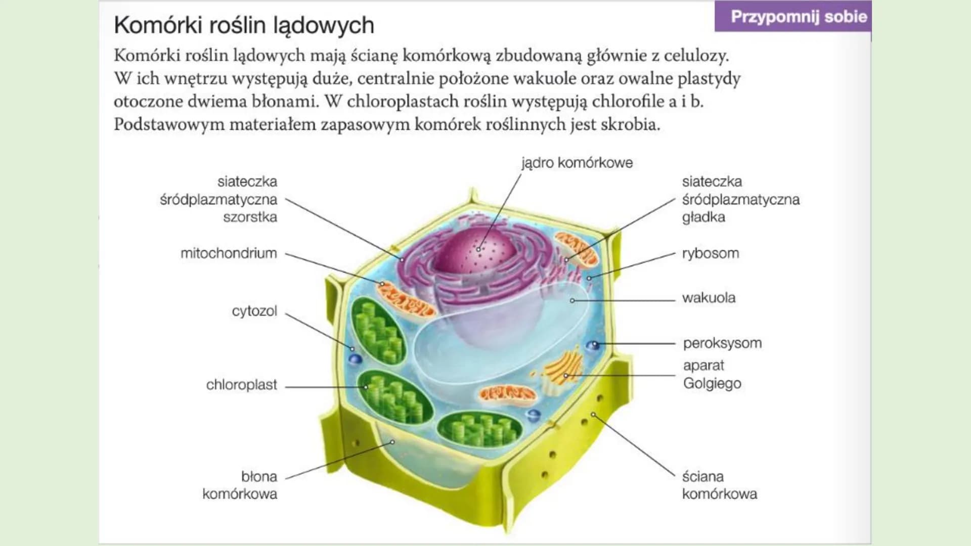 ROŚLINY LADOWE I
WTÓRNIE WODNE
D
RÓŻNORODNOŚĆ ROŚLIN ●
●
WPROWADZENIE
Rośliny lądowe to tkankowe organizmy autotroficzne,
których ciało jest